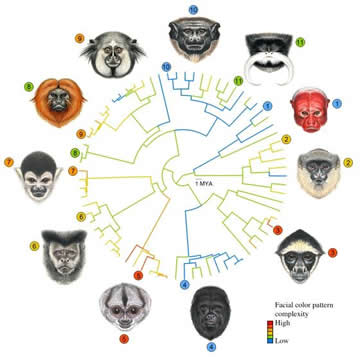 primate faces